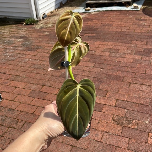 Philodendron melanochrysum - Picture 3 of 7